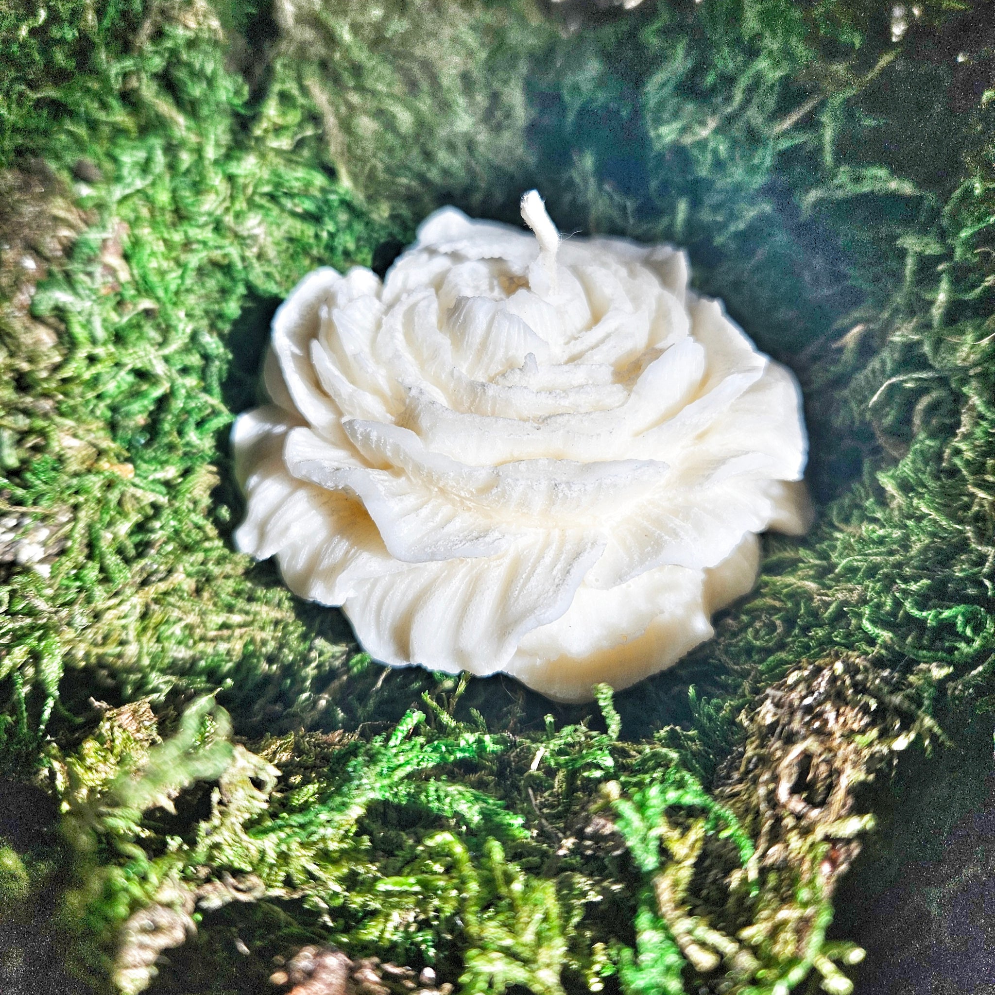 Peony Candle ~ Vanilla Cashmere Musk
